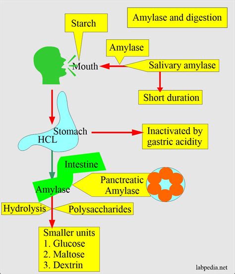 🏆 Specificity of salivary amylase. Salivary Amylase Function & Structure. 2022-11-08