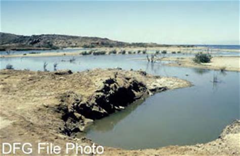 Desert Pupfish (Cyprinodon macularis)