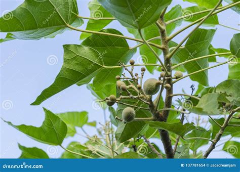 Immature Fruits of the Candlenut Tree Stock Photo - Image of kemiri ...