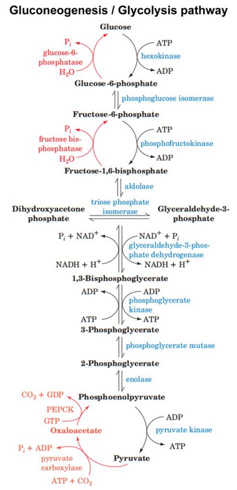 Gluconeogenesis porcess, steps & pathway