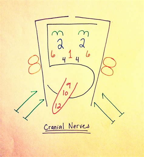 Cranial Nerve Face Drawing With Numbers at GetDrawings | Free download