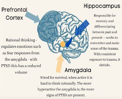 Amygdala And Hippocampus And Prefrontal Cortex