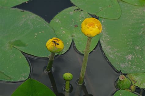 Nuphar lutea