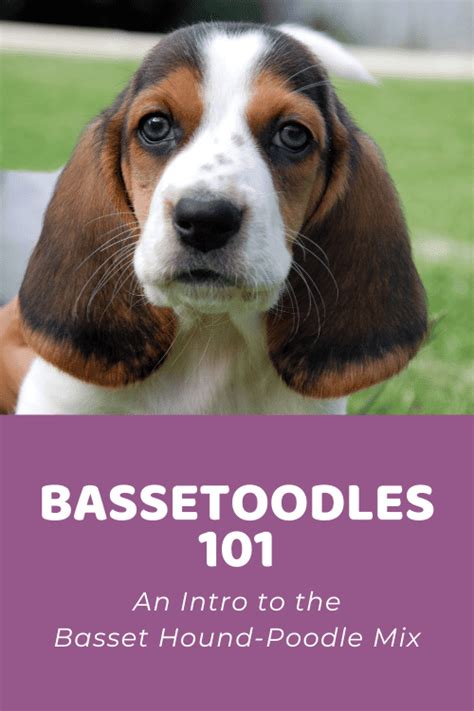 Bassetoodle Size Chart + Interactive Weight Calculator