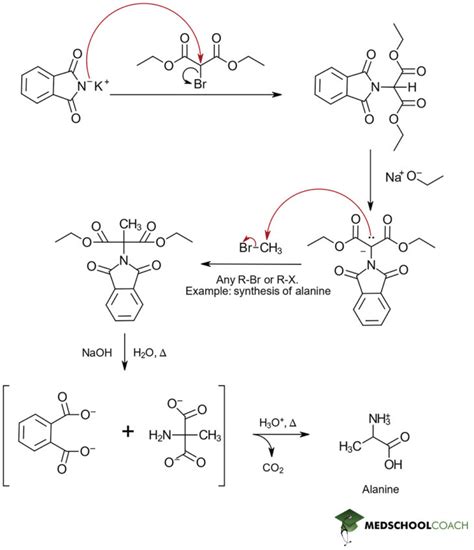 Gabriel Synthesis of Amino Acids – MCAT Biochemistry | MedSchoolCoach