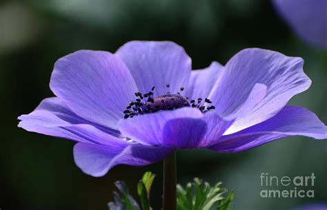 Purple Poppy Flower - Clashing Pride