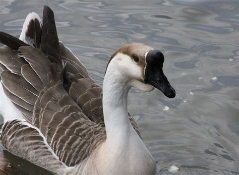 Goose on the lake. | Lake, Animals, Photography