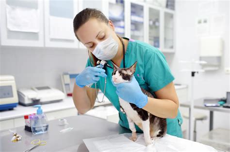 Veterinarian Colleges In The Us at normaastephenson blog