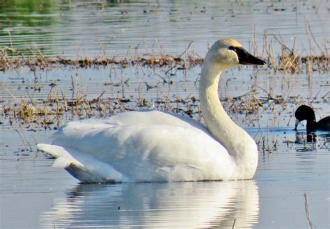 Natural History Journal: Tundra Swans: Why the Central Valley is a Special Place After All