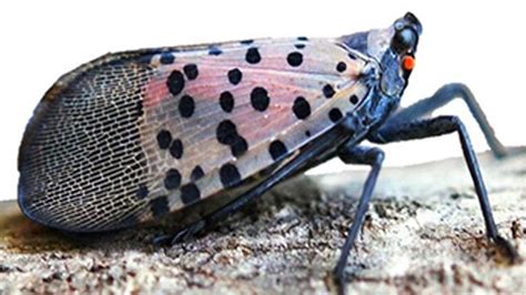 Spotted lanternfly found in Ohio | 10tv.com