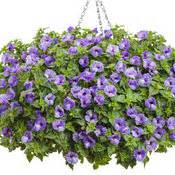 Summer Wave® Trailing Large Blue - Wishbone Flower - Torenia hybrid Images | Proven Winners