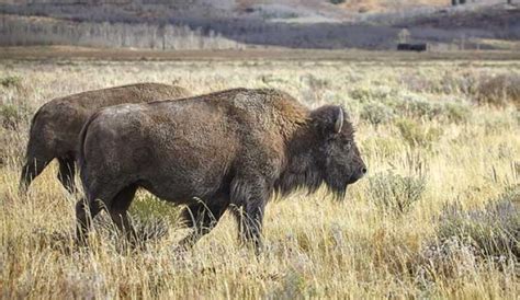 Common Animals Along The California Trail | California Trail ...