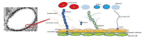 Figure 1 from The Structure and Function of the Glycocalyx and Its ...