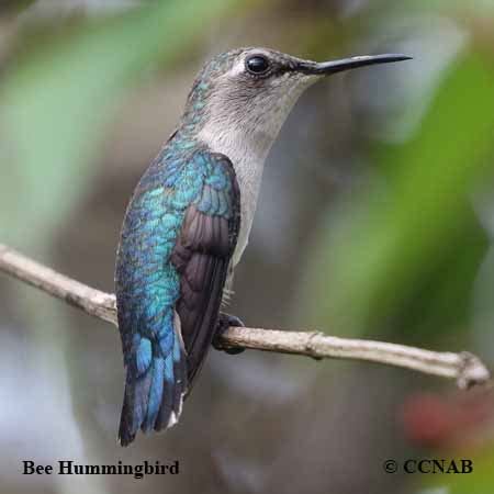 Bee Hummingbird | Birds of Cuba | Cuban Birds