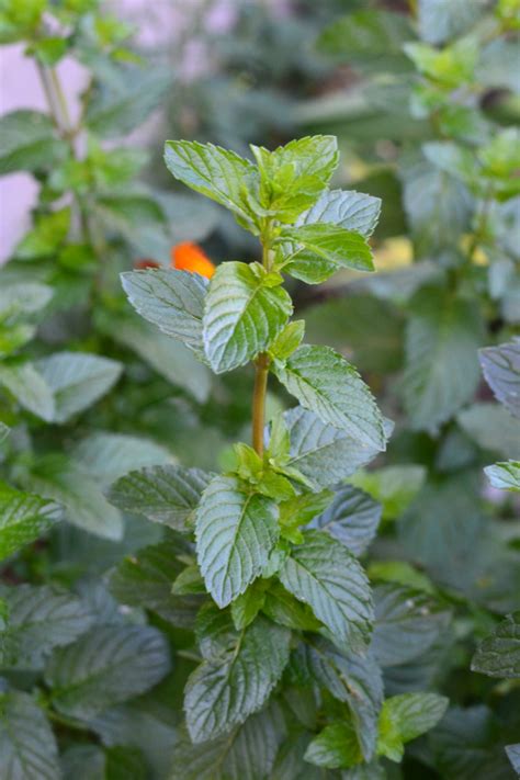 How to Grow and Harvest Mint - The Lavender Homefront