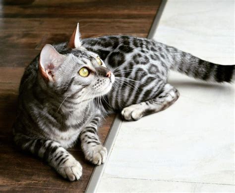 Beautiful silver bengal cat! #catbreeds | Silver bengal cat, Bengal cat breeders, Silver bengal