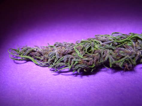 Purple Haze Wallpapers - Wallpaper Cave