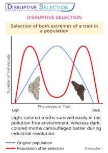 Disruptive Selection - Definition, Examples, and Graph