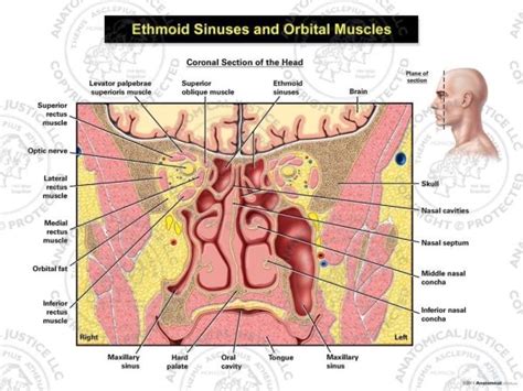 Ethmoid Sinuses and Orbital Muscles