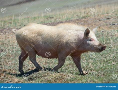 Domestic Pig Stock Photo - Image: 15096910