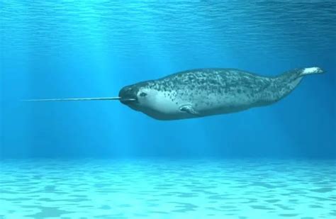 Narwhal - Description, Habitat, Image, Diet, and Interesting Facts