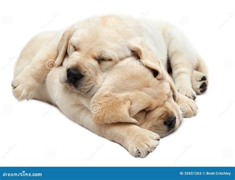 Labrador puppies sleeping stock image. Image of funny - 35651263