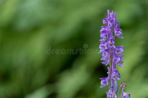 Purple Flowers of the the Highly Poisonous Plant Aconitum Lycoctonum ...