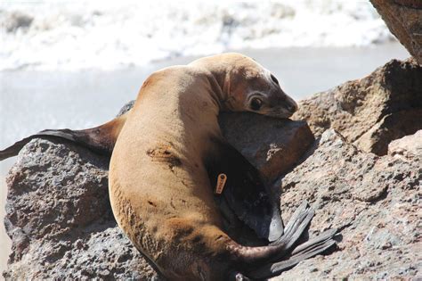 There is a reason why they are sometimes called sea dogs. (album in comments) : aww