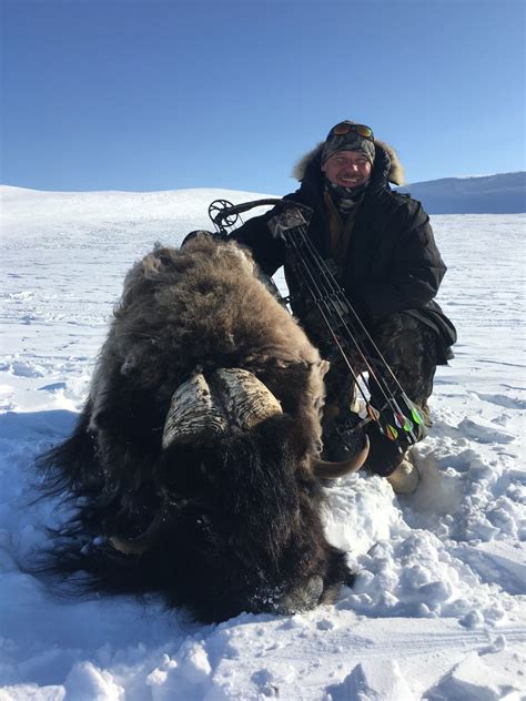 Musk Ox Hunt in Canada with Canadian High Arctic Adventures