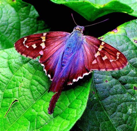 1/20/15 Nature Path Moth | Most beautiful butterfly, Colorful moths, Moth
