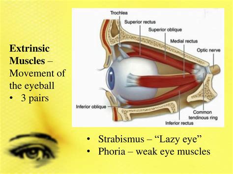 PPT - Learning Target: Human Eye Anatomy & Physiology PowerPoint ...