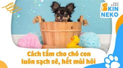 Cách tắm cho chó con luôn sạch sẽ, hết mùi hôi nhanh chóng | Kin Neko ...