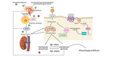 Glucocorticoid Signaling - Pathway, Receptor, Functions, Regulation