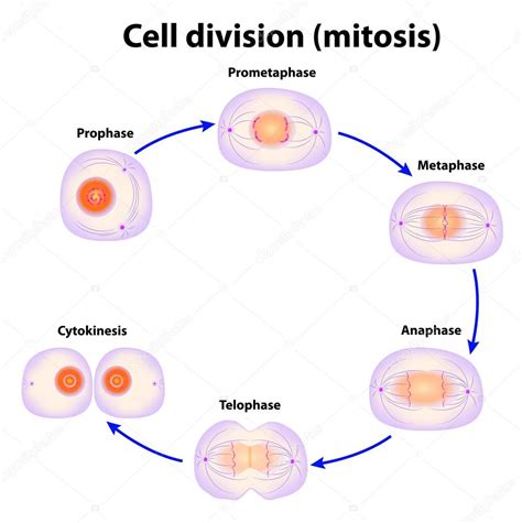 Cell division. Mitosis — Stock Vector © edesignua #12647516