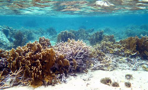 Shallow Water Reef- Landscape - CIOERT