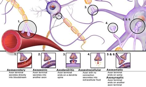 Understanding the Mechanism Driving Synapse Dysfunction - Neuroscience News