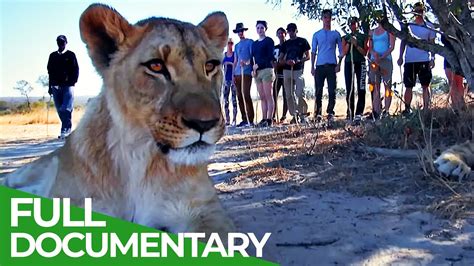 Lodging with Lions | Episode 1 | Free Documentary Nature - YouTube