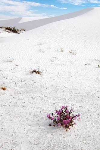 Desert Flower - sand verbena | White Sand National Park Life… | Flickr