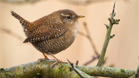 The Best Types Of Wren Bird Feeders To Help Keep Pests Out Of Your Garden