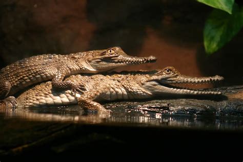 Animal Sex: How Crocodiles Do It | Animal Courtship & Mating | Live Science