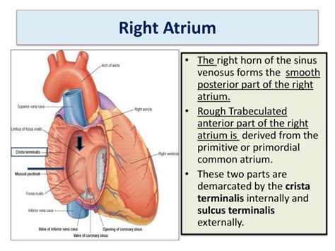 PPT - HEART DEVELOPMENT PowerPoint Presentation - ID:1940047