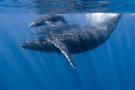 Maui Whale Watching Guide | Humpback Whales in Hawaii