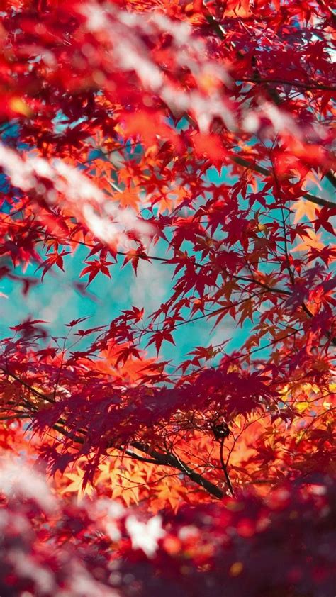 Maple Leaves Wallpapers - Top Free Maple Leaves Backgrounds ...