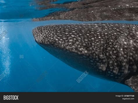 Whaleshark Feeding On Image & Photo (Free Trial) | Bigstock