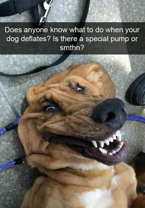 Dogo dump! #funnyanimalspictures | Funny animal memes, Cute funny dogs ...