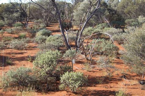 Rangeland inventory and condition survey of the north-eastern Goldfields, Western Australia ...