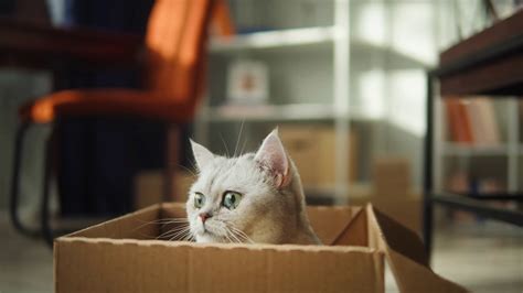 Cat Sitting In Cardboard Box In Living Room Stock Footage SBV-346698325 - Storyblocks