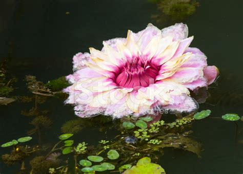 Water Lily Victoria Regia (Amazon). Stock Photo | Royalty-Free | FreeImages