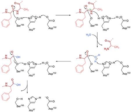 Chymotrypsin Overview, Mechanism & Structure - Video & Lesson ...