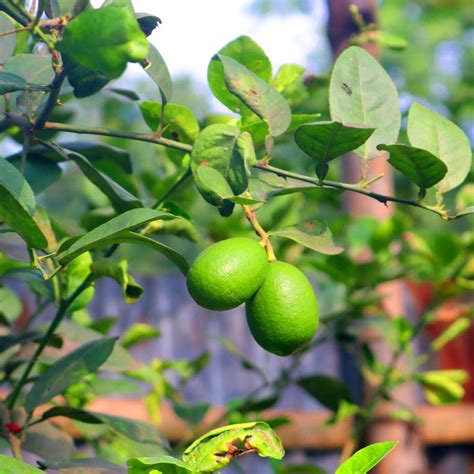 Nimbu Tree Photography in Bangladesh Fruits - MasterBundles